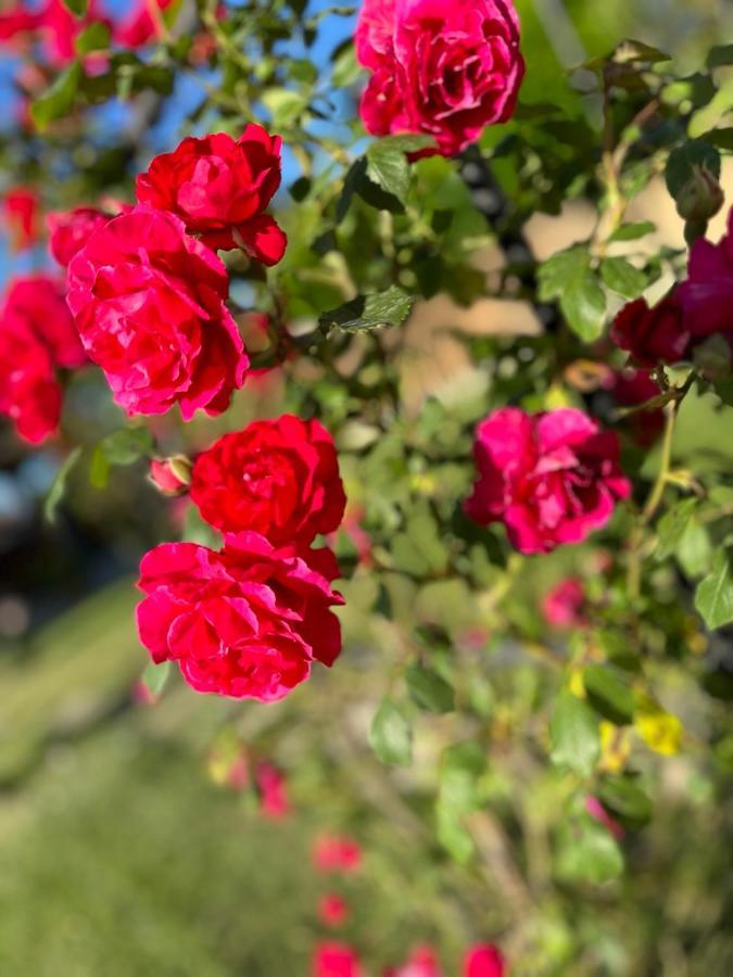 Хотелски Комплекс Копитото Tamarino Dış mekan fotoğraf