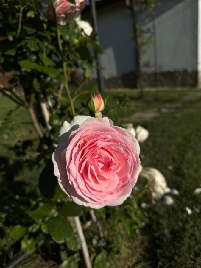 Хотелски Комплекс Копитото Tamarino Dış mekan fotoğraf